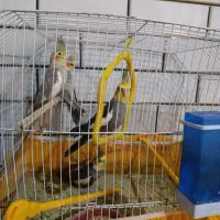 عروس پاریس