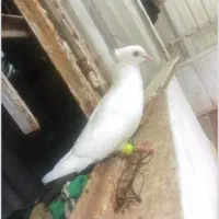 کفتر دم مشکی