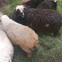 کهره نر بره نر گیسه بز