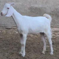 بزغاله دوبر سانن و پاکستانی
