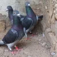 کفتر مسافتی پلاکی المانی چاپی جان اردن