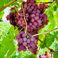انگور بیدانه فرانسوی