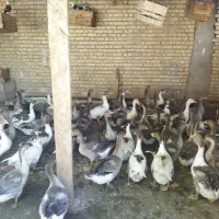 50عدد غاز