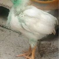 جوجه رنگی سه ماهه