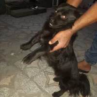 سگ شیتزو حرفه ای