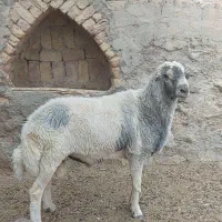 قوچ