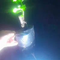 نهال انگور ترکمن ۴ بیدانه