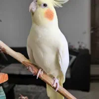 معاوضه عروس هلندی ماده با قناری