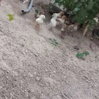 جوجه