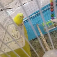 مرغ عشق لوتینو مولد کارداده