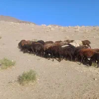 میش|حیوانات مزرعه|تربت جام, پاسداران|دیوار