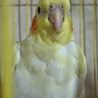 عروس هلندی لوتینو