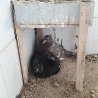 عروسک ناز