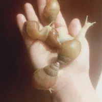 حلزون آلبینو