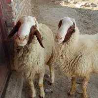 قوچ اصیل سنجابی