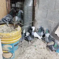 کبوتر پلاکی مسافتی طوقی