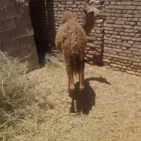 شتر
