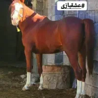 فروش مادیان دره شور پنج نشان با کره