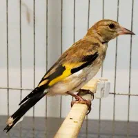 سهره نر جوجه درشت و کشیده