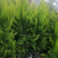 انجام صفر تا صد باغبانی با کمترین قیمت وضمانت بالا