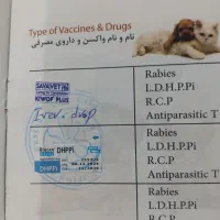 فروشی پامر روباهی زنگی اباد