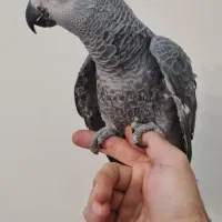 جوجه کا سکو دون خور