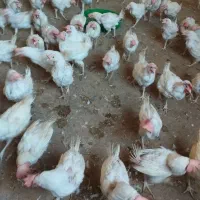 مرغ سفید تخم گذار