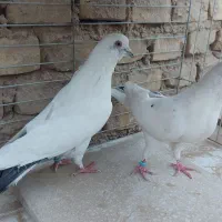 کفتر  یزدی
