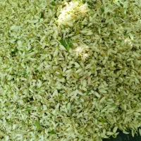 بهار نارنج شیراز (باغ دلگشا)