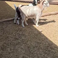 ۲ راس بز پرشیر مناسب نگهداری