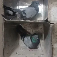 سلام دوازدتا کبوتر رنگی زوردار و پلاکی