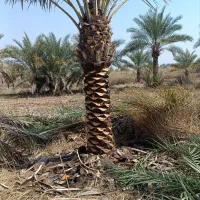 کاشت و انجام کارهای باغچه فروش انواع درخت و نخل