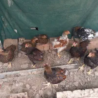 مرغ و خروس ویاندوت،آمروک،آسترالورپ