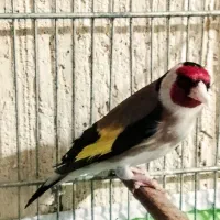 سهره نر درجه1