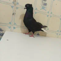 کفتر دم سفید سینه