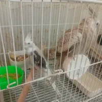جفت عروس هلندی