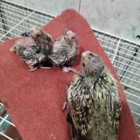 جوجه عروس هلندی