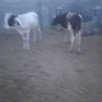 فروش۱۴‌راس‌گوساله‌نر
