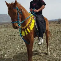 اسب ۷سال سواری دار