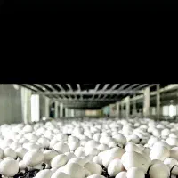 اجاره کارگاه تولید قارچ