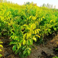 نهال گردو مناسب اقلیم های مختلف ایران