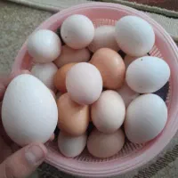 تخم محلی رسمی تازه