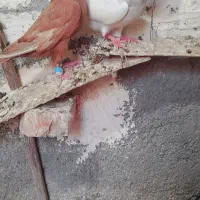 کبوترزرد پرتغالی