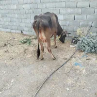 گاو ابستن