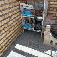 کبوتر