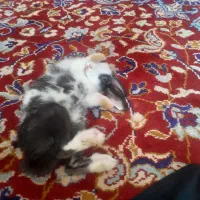 خرگوش گم شده