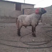 قوچ شهرکردی