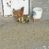جوجه غاز