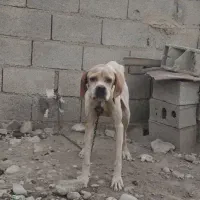 توله دنبلانی