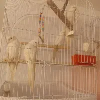 عروس هلندی